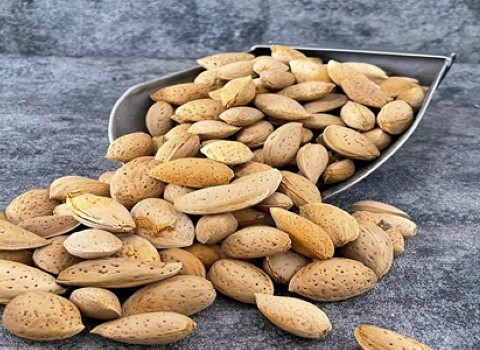تصویر 4 از خرید و فروش بادام مامایی صادراتی با شرایط فوق العاده